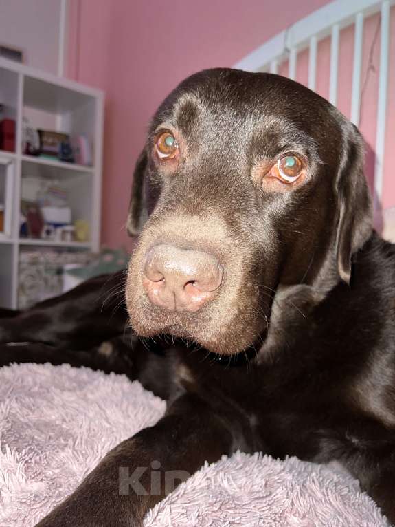 Собаки в Москве: Мальчик, почти 5 лет.  Мальчик, 1 руб. - фото 3