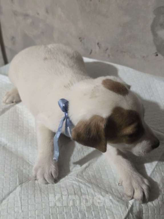 Собаки в Симферополе: Джек рассел терьер, мальчик Мальчик, 9 000 руб. - фото 3