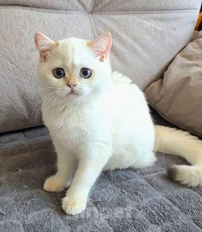 Кошки в Москве: Raffaella SFS 71 ny 1233 Девочка, 65 000 руб. - фото 7