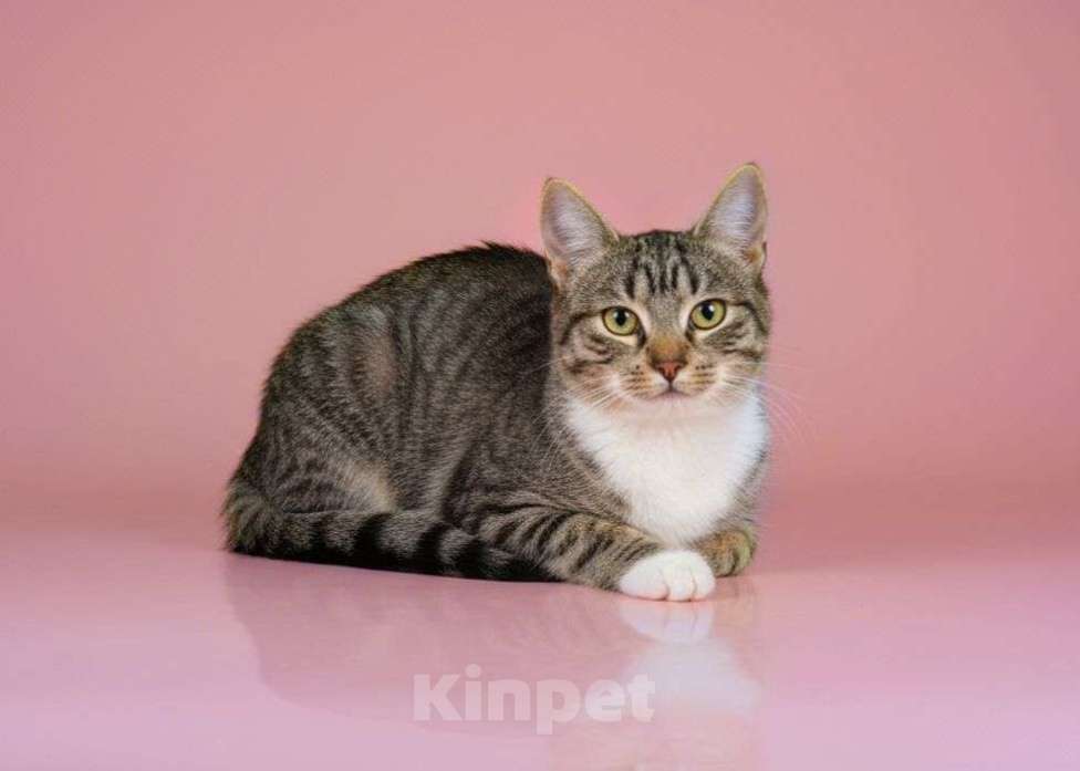 Кошки в Москве: Маленький котенок девочка в добрые руки  Девочка, Бесплатно - фото 2