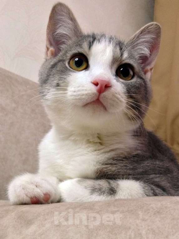 Кошки в Москве: Котенок Огюст в любящую семью Мальчик, Бесплатно - фото 5