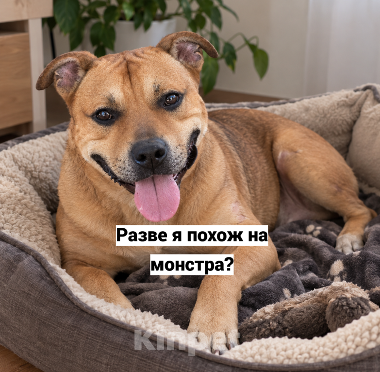 Собаки в Москве: Сэм из приюта в добрые руки Мальчик, Бесплатно - фото 1
