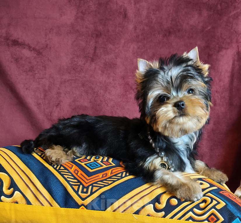 Собаки в других городах Московской области: щенки йоркширского терьера Девочка, Бесплатно - фото 1