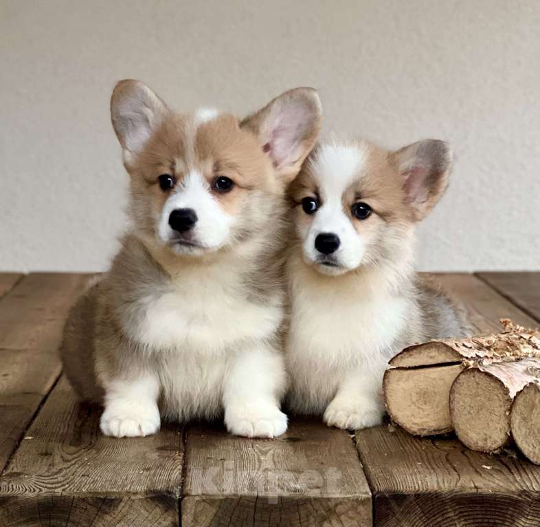 Собаки в Санкт-Петербурге: Щенок вельш корги пемброк Мальчик, 80 000 руб. - фото 8