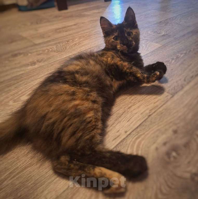 Кошки в Люберцах: Котенок -девочка  в добрые руки Девочка, Бесплатно - фото 3