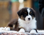 Собаки в Москве: Австралийская овчарка, щенок аусси Мальчик, 50 000 руб. - фото 1