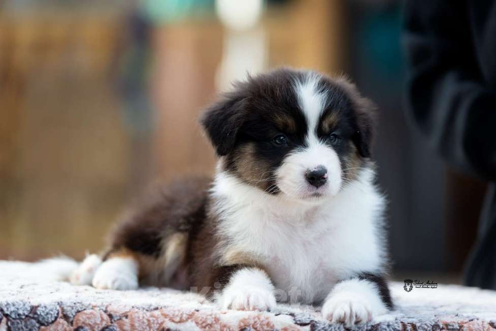 Собаки в Москве: Австралийская овчарка, щенок аусси Мальчик, 50 000 руб. - фото 1