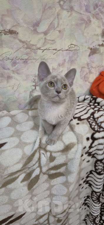 Кошки в Ступино: Бурманские котята Девочка, 35 000 руб. - фото 3