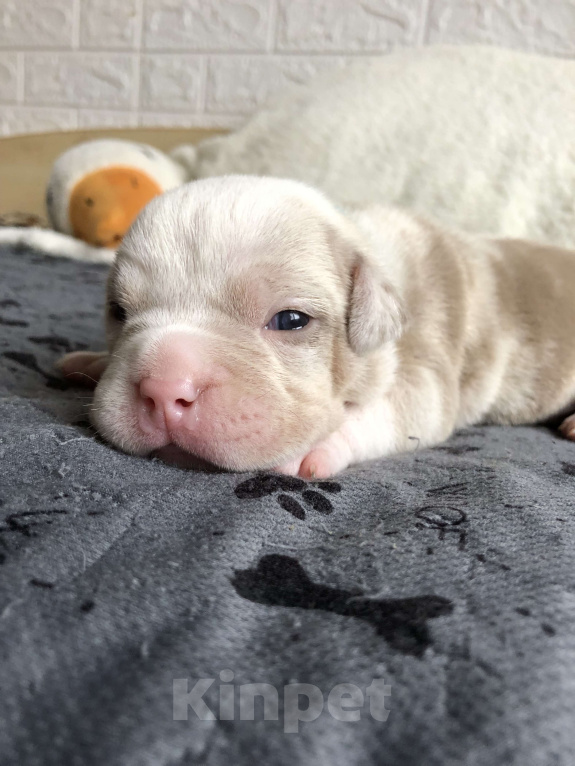 Собаки в Волгограде: Американский булли девочка покет Девочка, 100 000 руб. - фото 3