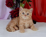 Кошки в Санкт-Петербурге: Британский солнечный котик  Мальчик, 40 000 руб. - фото 1