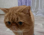Кошки в Микуне: Кот для вязки экзотической породы, 3 000 руб. - фото 1