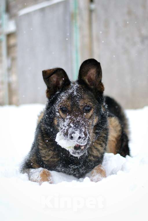 Собаки в Москве: Алтай Мальчик, Бесплатно - фото 7