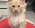 Кошки в Мытищах: Котята менкун Девочка, 15 000 руб. - фото 2