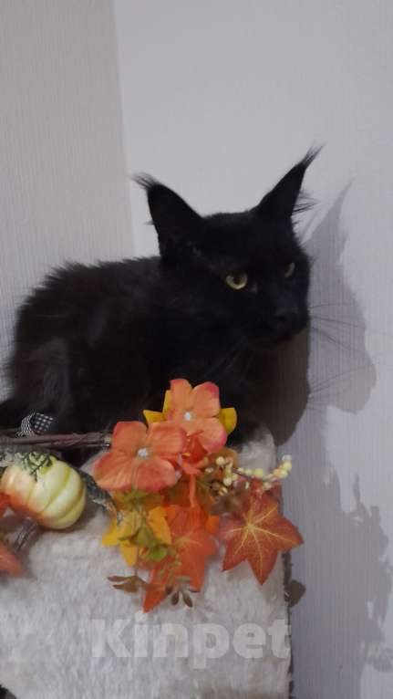 Кошки в Москве: Девочка мейн-куна Девочка, 45 000 руб. - фото 2