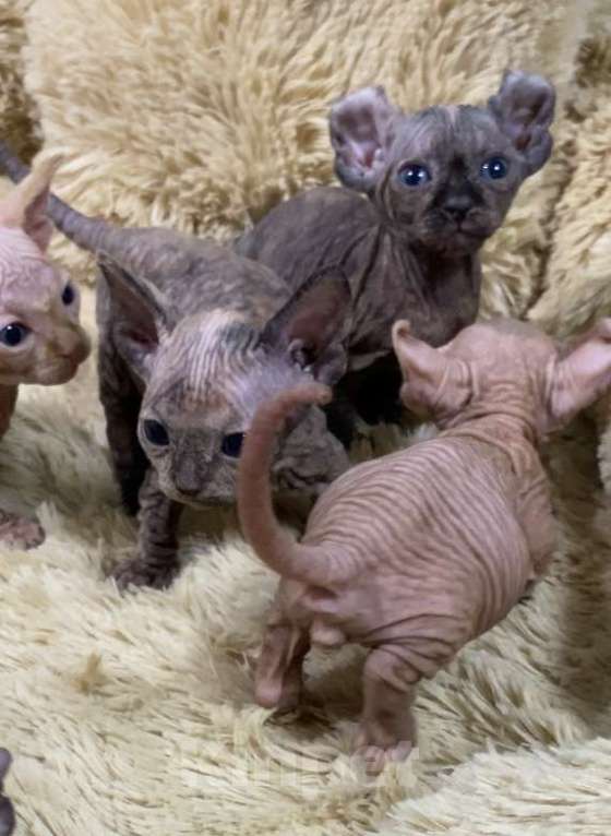 Кошки в Нижнем Новгороде: Котята породы эльф Девочка, 35 000 руб. - фото 6