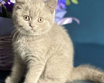 Кошки в Старом Осколе: Милый котик ищет владельца ( в качестве домашнего любимца) Мальчик, 60 000 руб. - фото 5