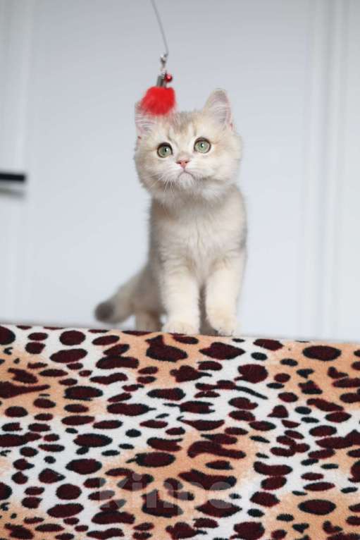 Кошки в Санкт-Петербурге: Британская голубая золотая шиншилла  Девочка, 60 000 руб. - фото 6