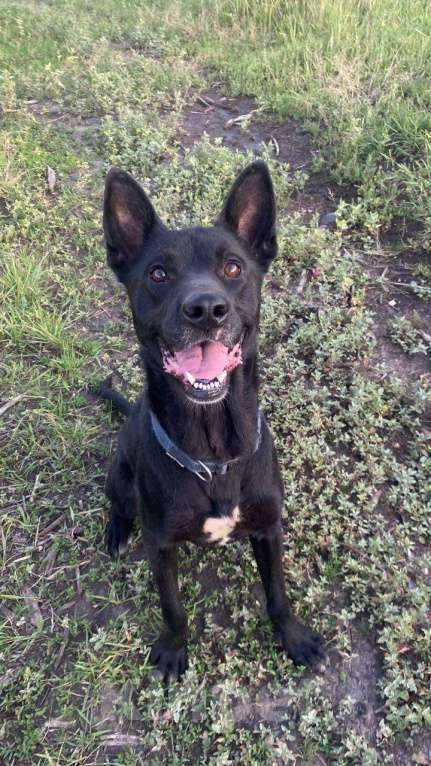 Собаки в Железногорске: Невероятный Шаман начинает поиски дома!  Мальчик, Бесплатно - фото 2