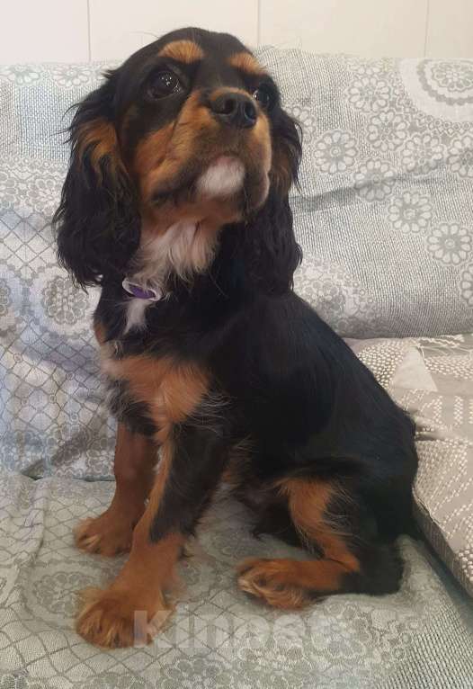 Собаки в других городах Московской области: Предлагаем вам стать владельцем щенка королевской породы Мальчик, 90 000 руб. - фото 4