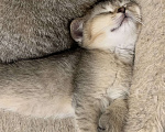 Кошки в Санкт-Петербурге: Котята шотландские Мальчик, Бесплатно - фото 6