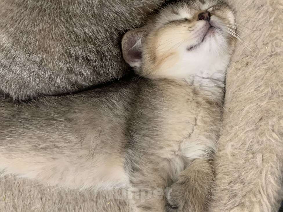 Кошки в Санкт-Петербурге: Котята шотландские Мальчик, Бесплатно - фото 6