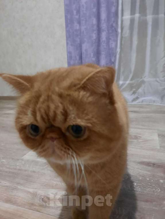 Кошки в Микуне: Кот для вязки экзотической породы, 3 000 руб. - фото 1