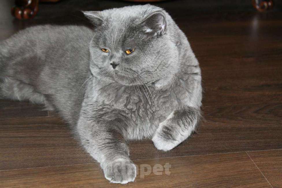 Кошки в Кувшиново: Вязка с Британским опытным котом, 3 000 руб. - фото 1