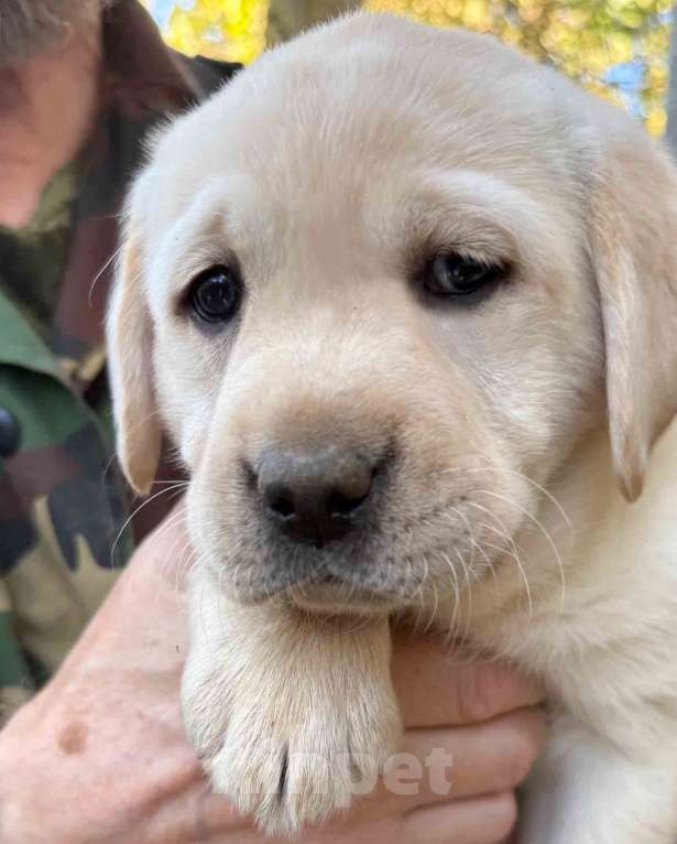 Собаки в Солнечногорске: Лабрадор девочки палевый РКФ Девочка, 70 000 руб. - фото 2