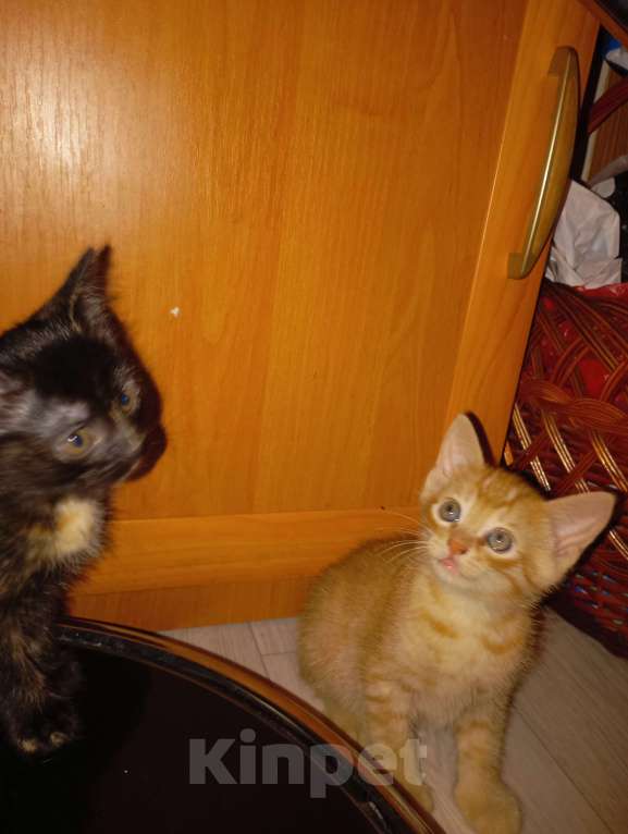 Кошки в Нижнем Новгороде: Отдаю котят в добрые руки Девочка, Бесплатно - фото 2