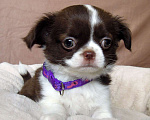 Собаки в Зеленоградске: Чихуахуа шоколадный мальчик Мальчик, 50 000 руб. - фото 2