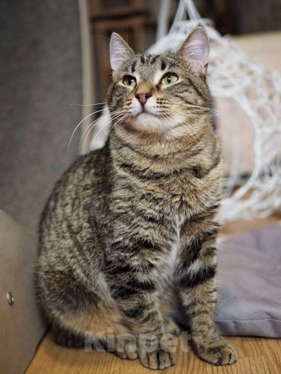Кошки в Москве: Пружинка мечтает обрести дом! Девочка, Бесплатно - фото 7