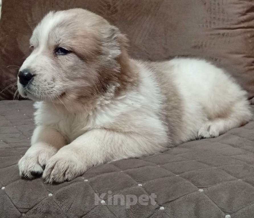 Собаки в Печоре: Щенки САО Девочка, 30 000 руб. - фото 4