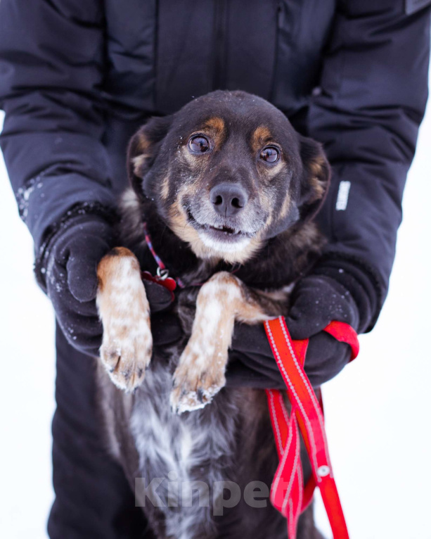 Собаки в Москве: небольшой пёсик ищет дом Мальчик, Бесплатно - фото 1