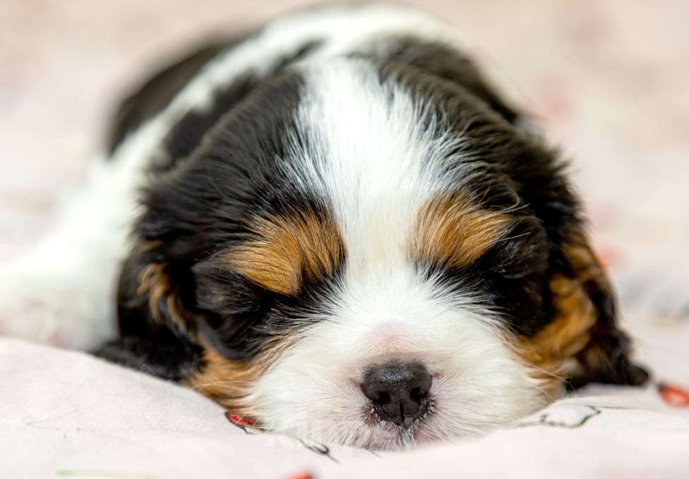 Собаки в Омске: Кавалер кинг чарльз мальчик Мальчик, 110 000 руб. - фото 2