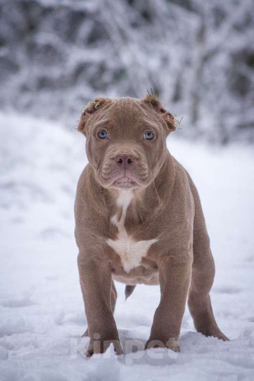 Собаки в других городах Московской области: Американский Булли стандарт Мальчик, 130 000 руб. - фото 7