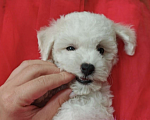 Собаки в Москве: Бишон фризе мини мальчик  Мальчик, 45 000 руб. - фото 5