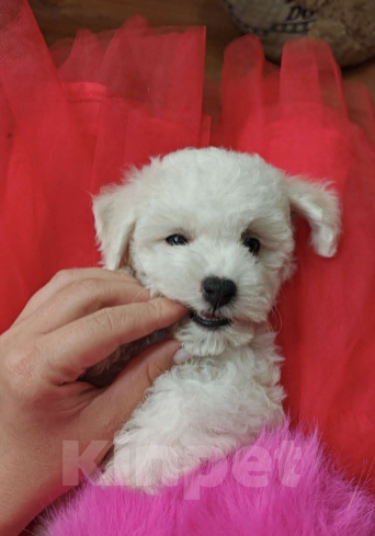 Собаки в Москве: Бишон фризе мини мальчик  Мальчик, 45 000 руб. - фото 5