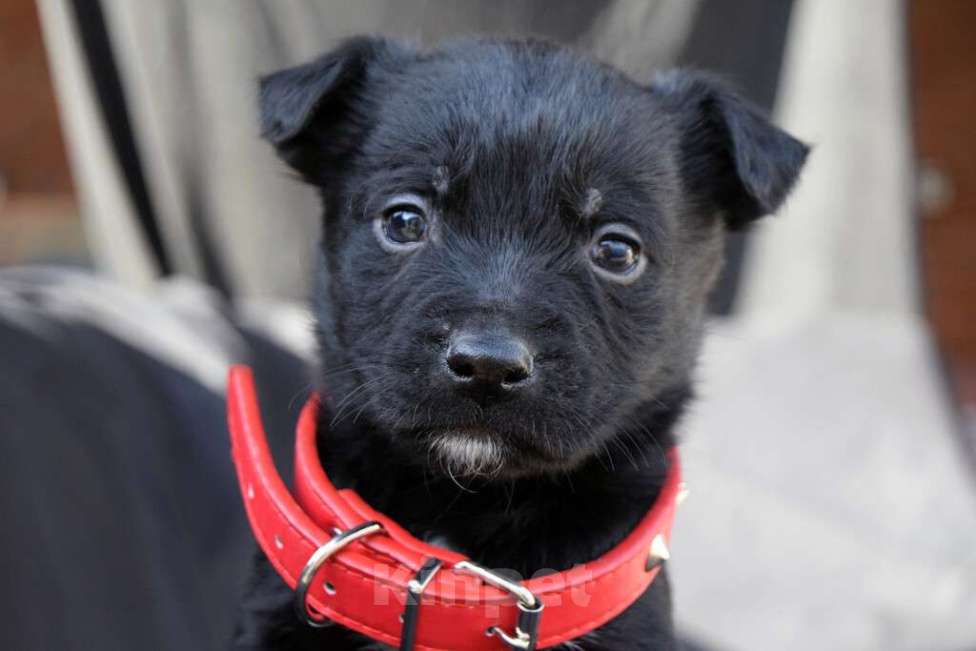 Собаки в Краснодаре: Отдам щенка, 2 месяца Мальчик, 10 руб. - фото 1
