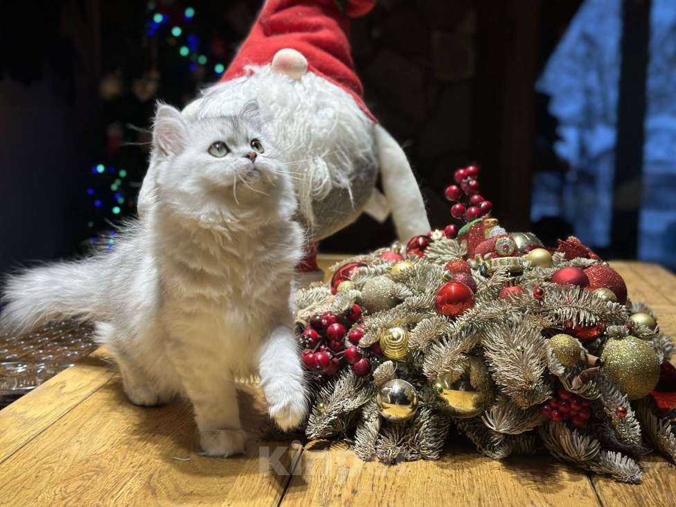 Кошки в Санкт-Петербурге: Скоттиш Хайленд страйт Девочка, 40 000 руб. - фото 8