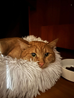 Потерялся кот