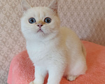 Кошки в Санкт-Петербурге: Золотая шиншилла пойнт Девочка, 25 000 руб. - фото 2