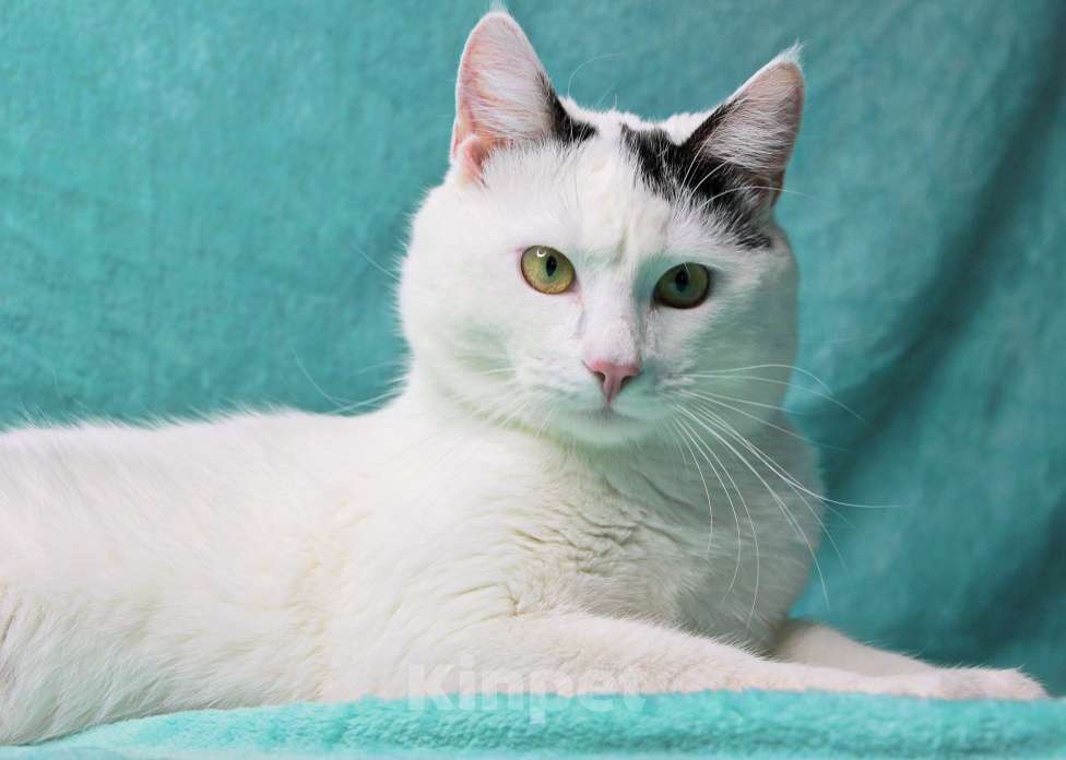 Кошки в Москве: Сирота в поисках семьи Мальчик, Бесплатно - фото 8