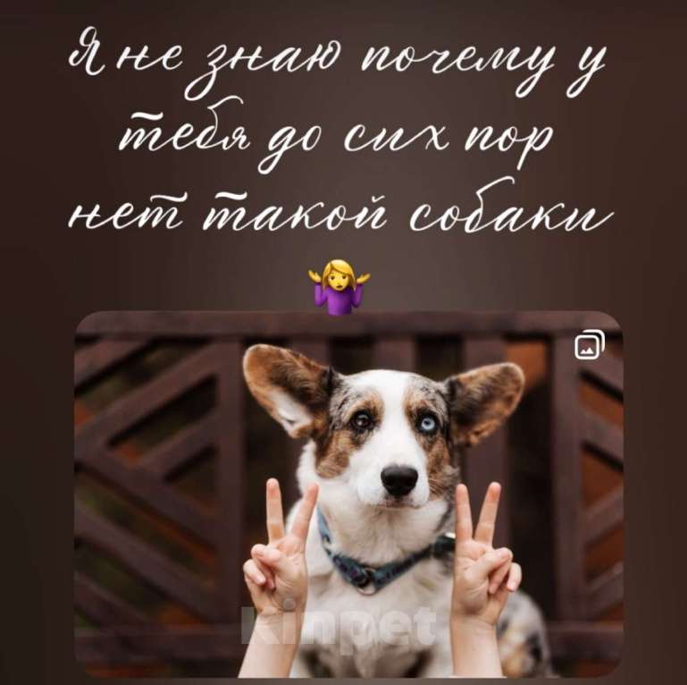 Собаки в Санкт-Петербурге: Корги избавит от осенней хандры  Мальчик, Бесплатно - фото 1