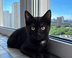 Кошки в Москве: Котенок в добрые руки Разнополые, Бесплатно - фото 1