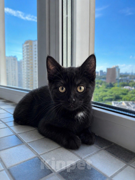 Кошки в Москве: Котенок в добрые руки Разнополые, Бесплатно - фото 1