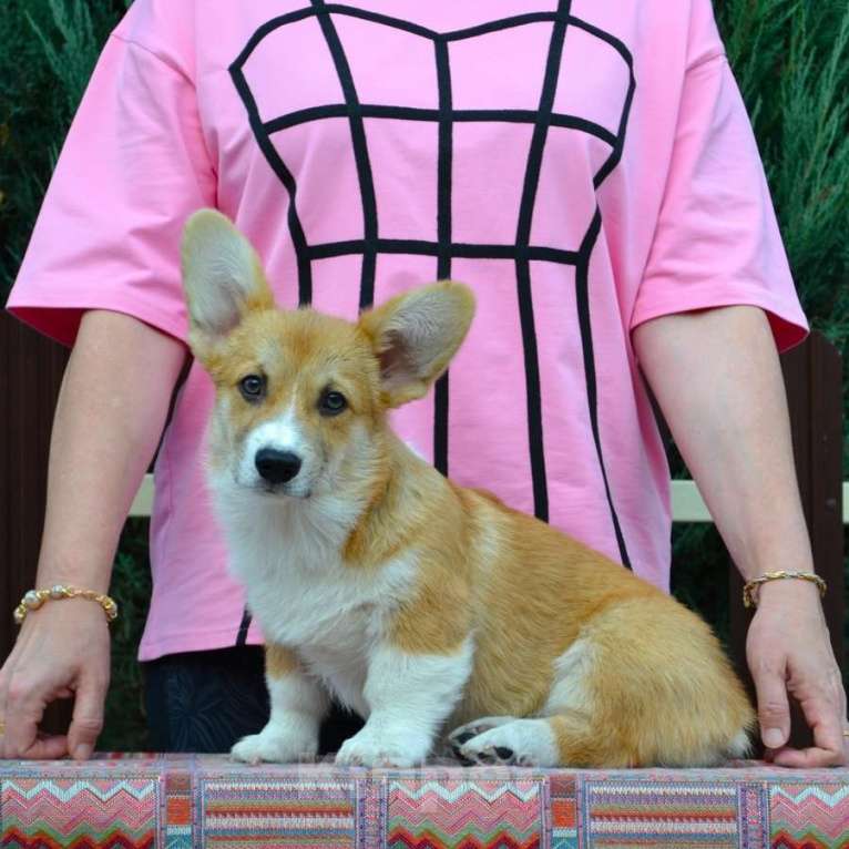 Собаки в Липецке: Липстар Альберто Леони Мальчик, Бесплатно - фото 3