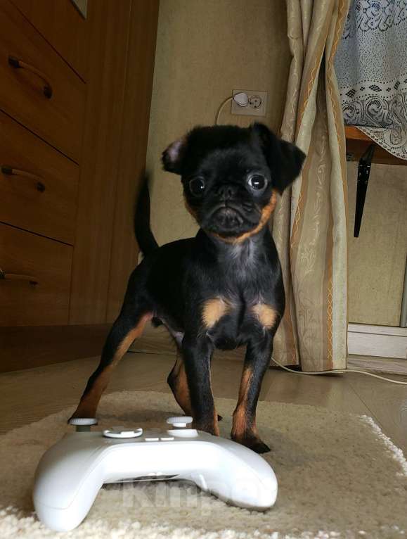 Собаки в Курске: Щенки Пти брабансона в Курске Мальчик, 70 руб. - фото 1