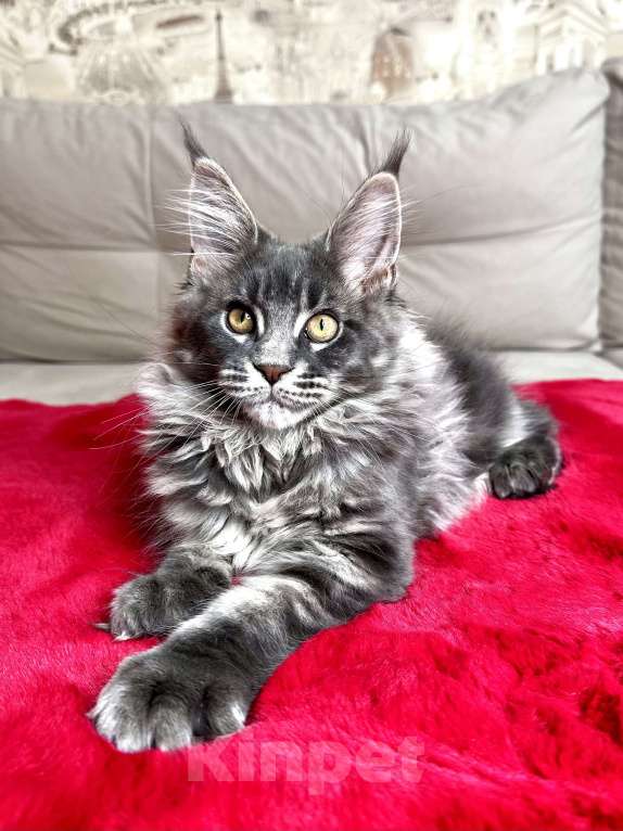 Кошки в Москве: Мальчик голубой мрамор на серебре Мальчик, 60 000 руб. - фото 5