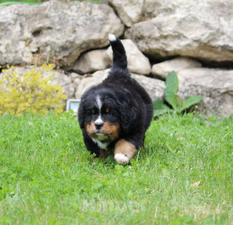 Собаки в Москве: Щенок Бернского Зенненхунда Девочка, Бесплатно - фото 7