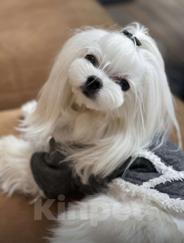Собаки в Сочи: Красавцы мальчики  мальтезе Мальчик, 50 000 руб. - фото 7